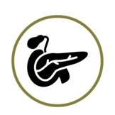 Pancreas