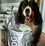 Denkadog Volwassen & Senior